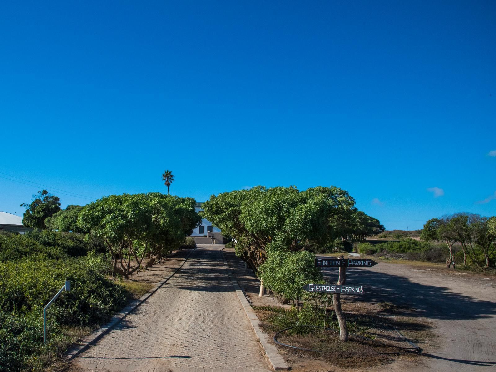 Grootvlei Guest Farm Lamberts Bay Western Cape South Africa Beach, Nature, Sand, Palm Tree, Plant, Wood, Street