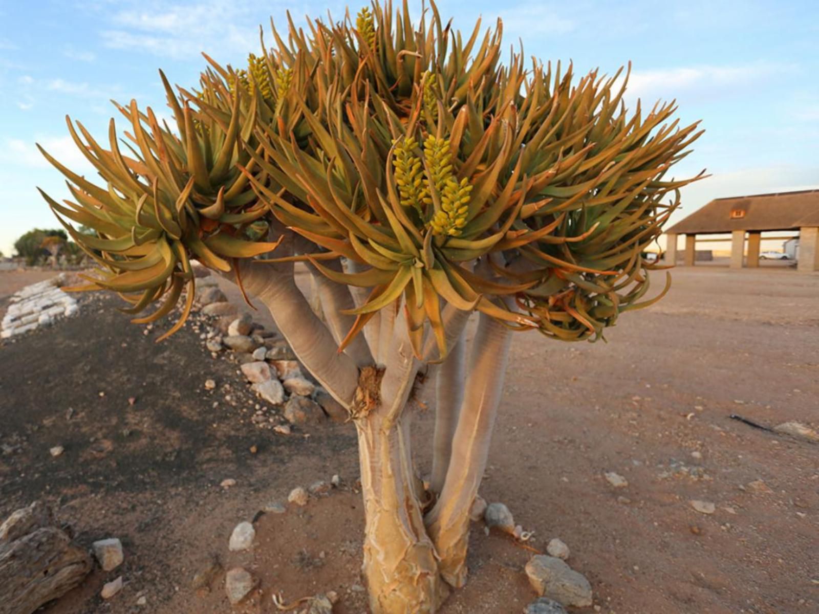 Grunau Chalets, Plant, Nature