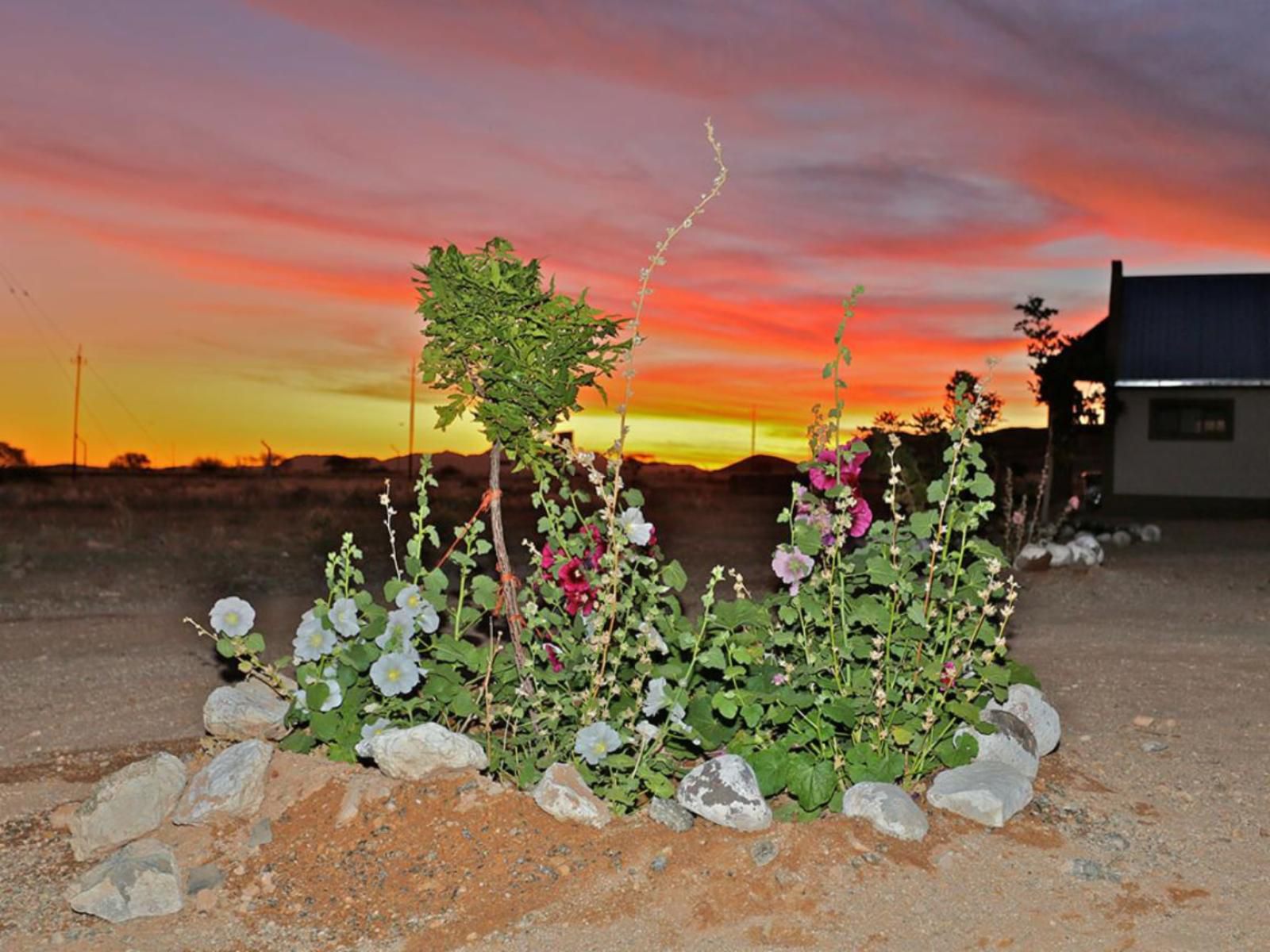 Grunau Chalets, Cactus, Plant, Nature