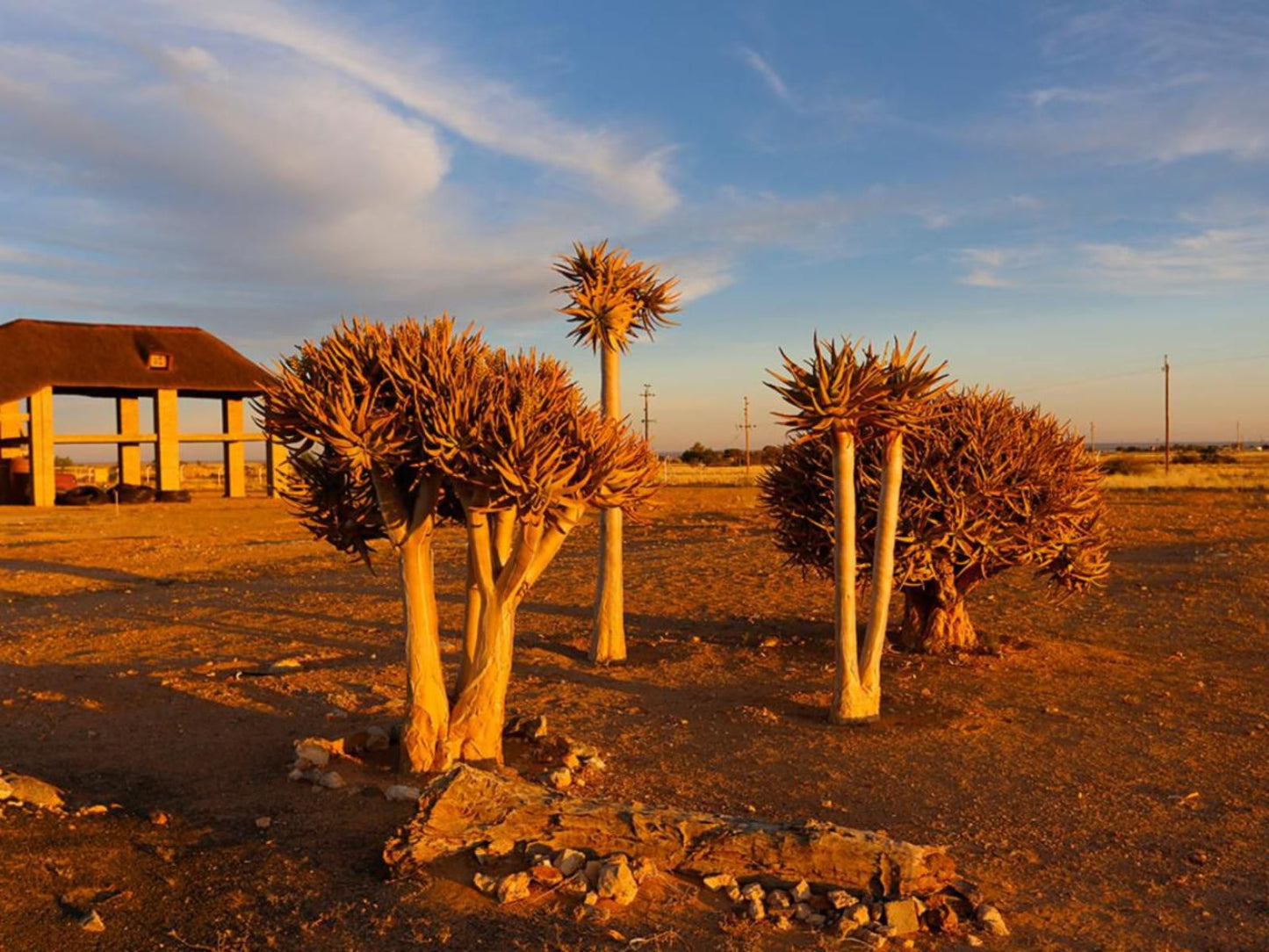 Grunau Chalets, Palm Tree, Plant, Nature, Wood