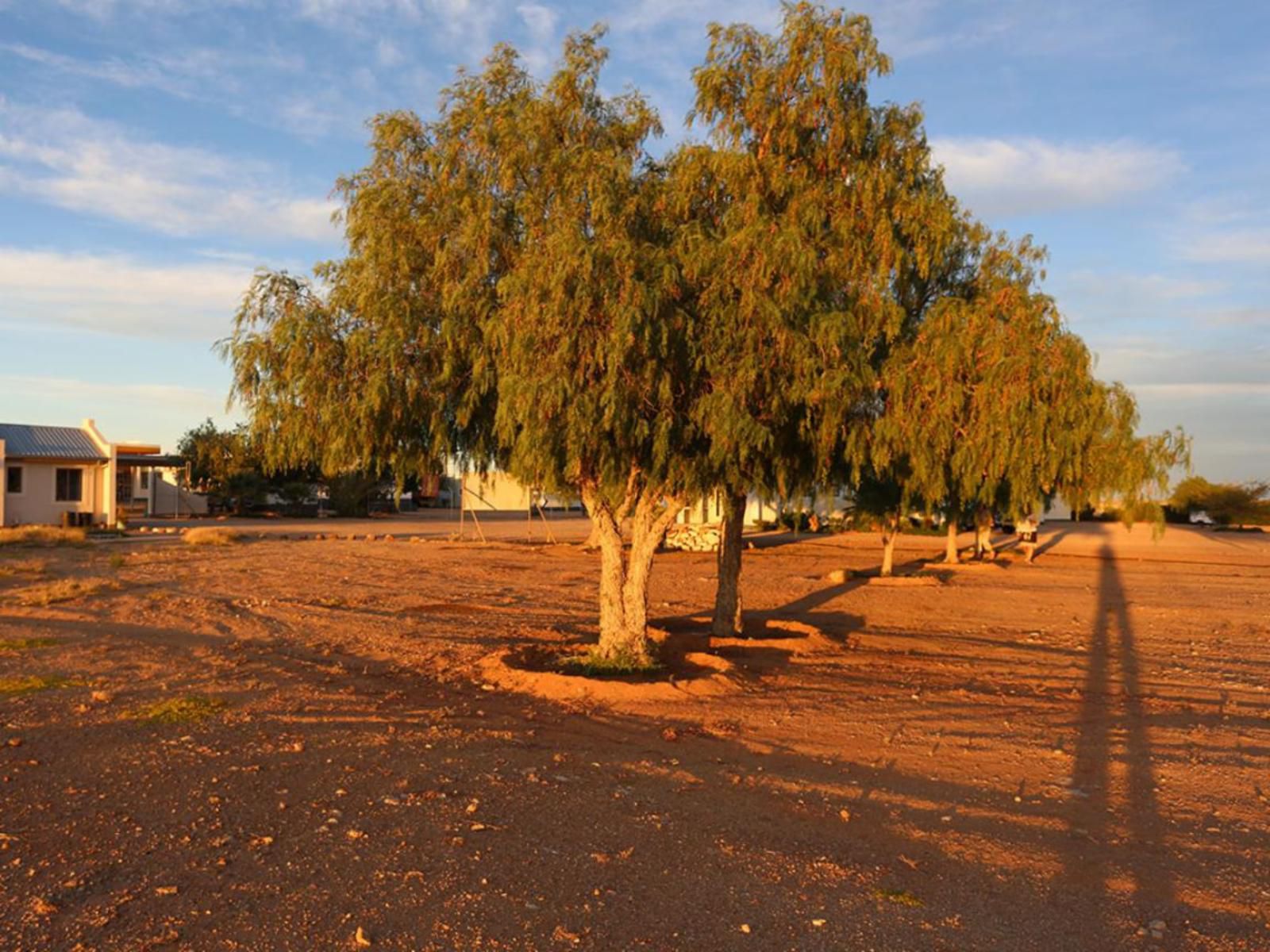 Grunau Chalets, Colorful, Tree, Plant, Nature, Wood