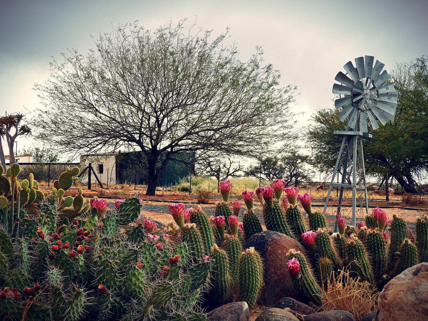 Grunau Country Hotel, Cactus, Plant, Nature