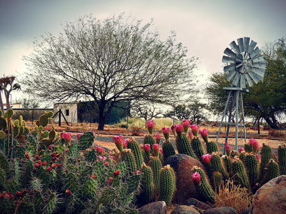 Grunau Country Hotel, Cactus, Plant, Nature