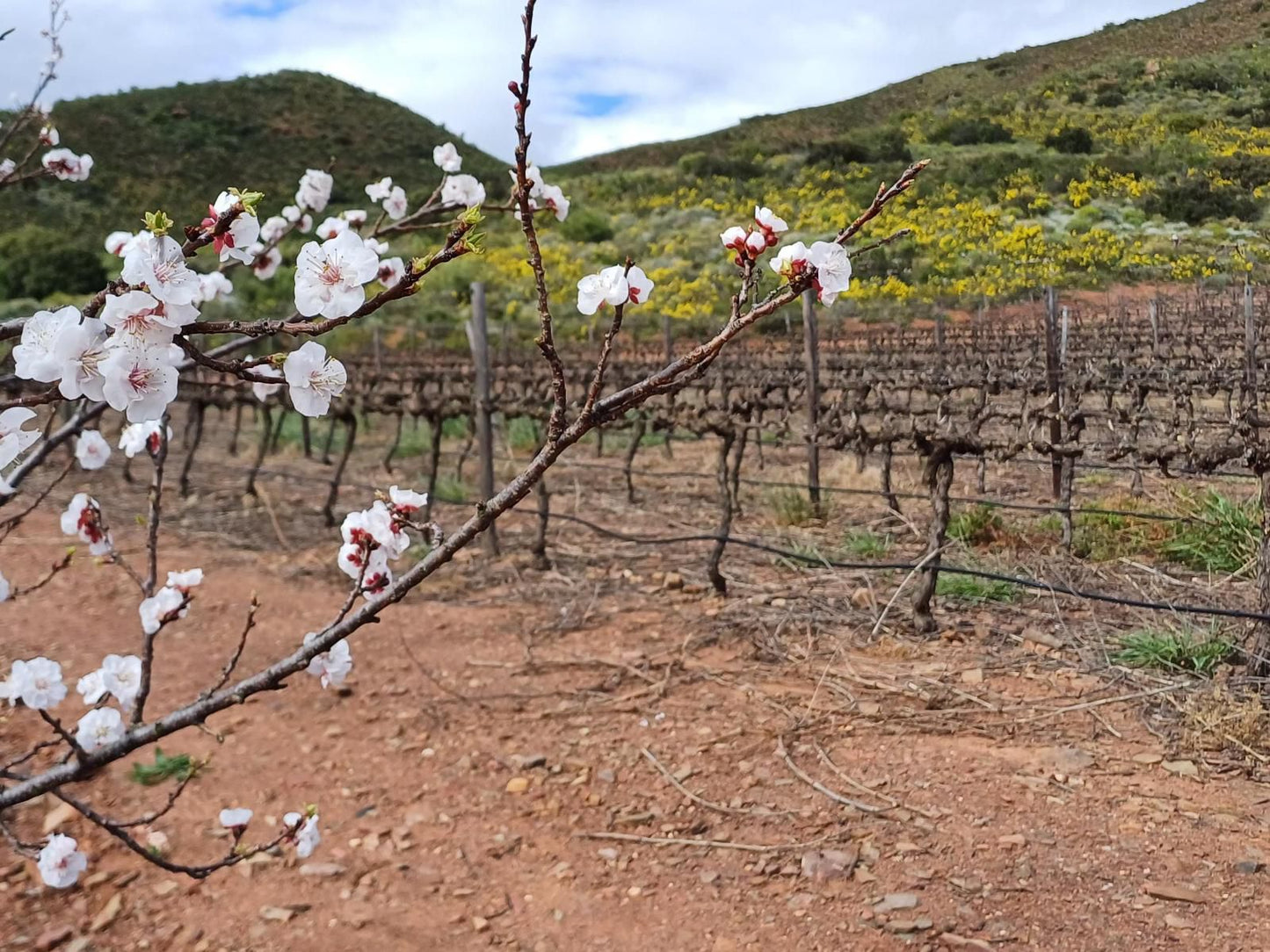 Gubas De Hoek Meet Eat Sleep Robertson Western Cape South Africa Blossom, Plant, Nature