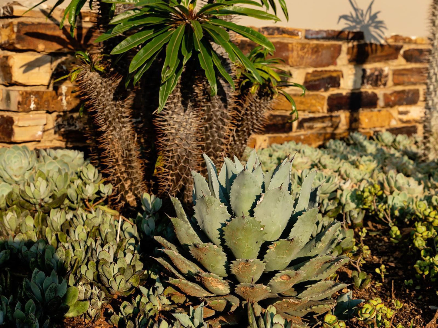 Guest Room At Joubert Piet Retief Mpumalanga South Africa Plant, Nature