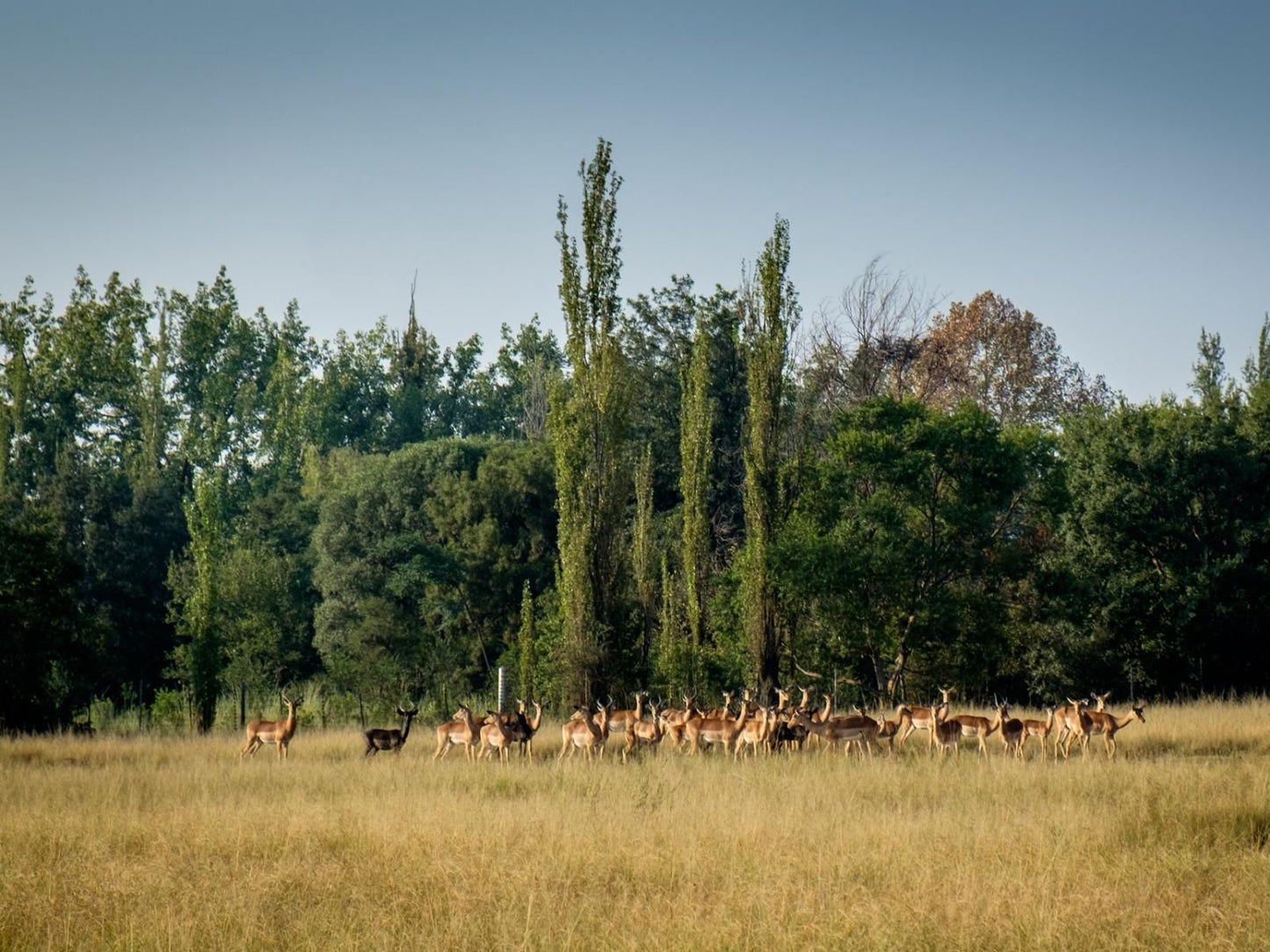 Guesthouse 56 Mooiplaats Pretoria Tshwane Gauteng South Africa Deer, Mammal, Animal, Herbivore, Lowland, Nature