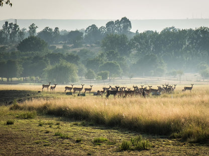 Guesthouse 56 Mooiplaats Pretoria Tshwane Gauteng South Africa Field, Nature, Agriculture, Lowland