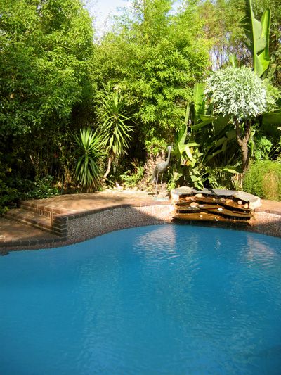 Guest House Oaktree Fourways Johannesburg Gauteng South Africa Complementary Colors, Colorful, Palm Tree, Plant, Nature, Wood, Garden, Swimming Pool
