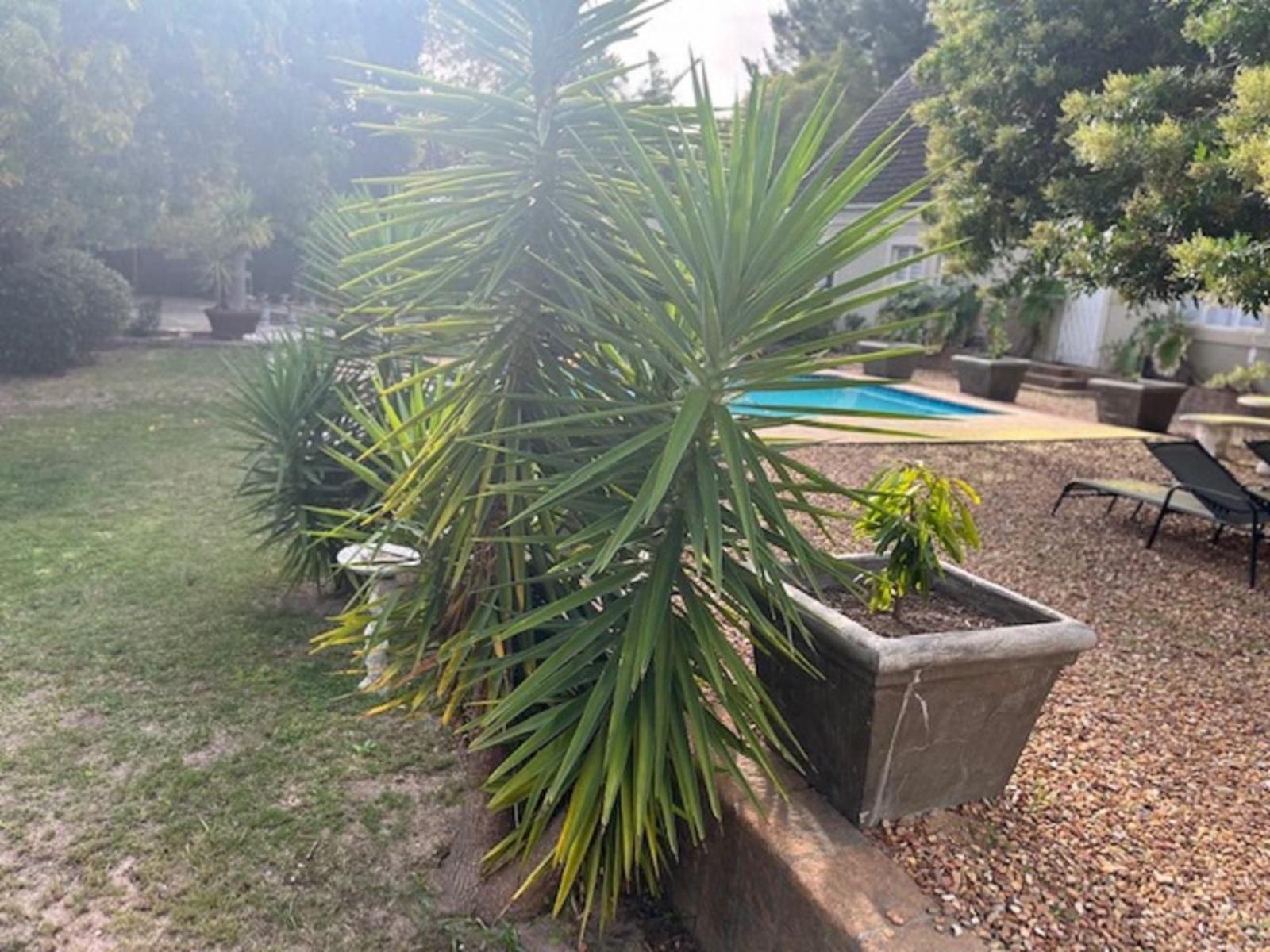 Guesthouse Summerlight Westridge Somerset West Somerset West Western Cape South Africa Palm Tree, Plant, Nature, Wood, Garden