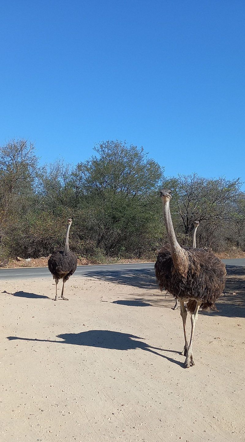 Guinea Fowl Cabanas Marloth Park Mpumalanga South Africa Ostrich, Bird, Animal