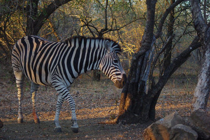 Guinea Fowl Cabanas Marloth Park Mpumalanga South Africa Zebra, Mammal, Animal, Herbivore