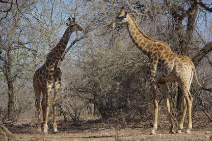 Guinea Fowl Cabanas Marloth Park Mpumalanga South Africa Giraffe, Mammal, Animal, Herbivore