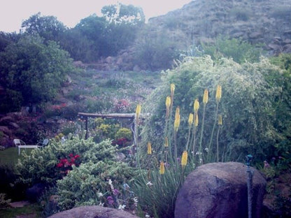 Guinea Fowl Guest House Colesberg Northern Cape South Africa Cactus, Plant, Nature, Garden
