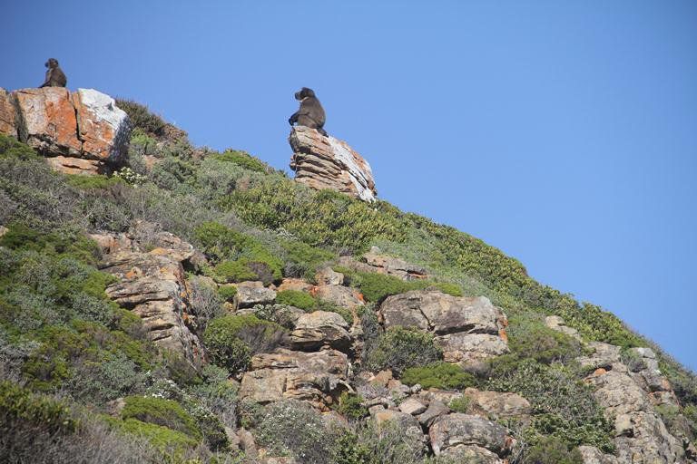 Guinea Fowl House B And B Kommetjie Cape Town Western Cape South Africa Complementary Colors, Cliff, Nature