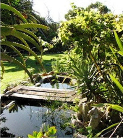 Gumstone Creek Imhoffs Gift Cape Town Western Cape South Africa Palm Tree, Plant, Nature, Wood, Tree, Garden