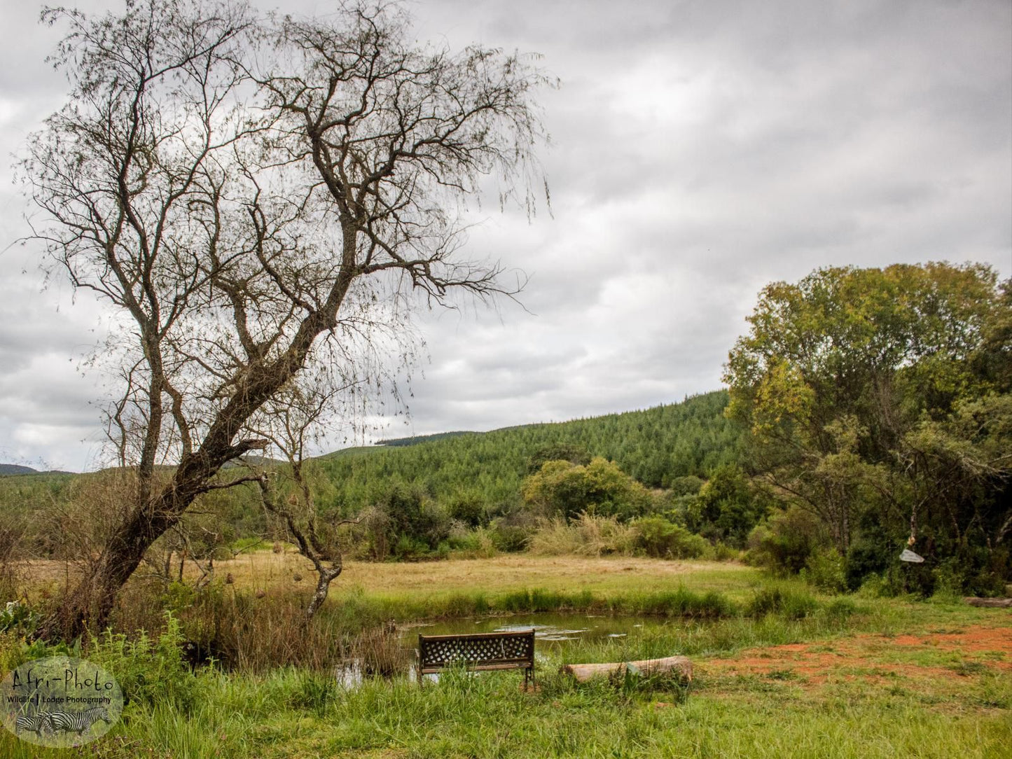 Gunyatoo Trout Farm And Guest Lodge Sabie Mpumalanga South Africa Tree, Plant, Nature, Wood