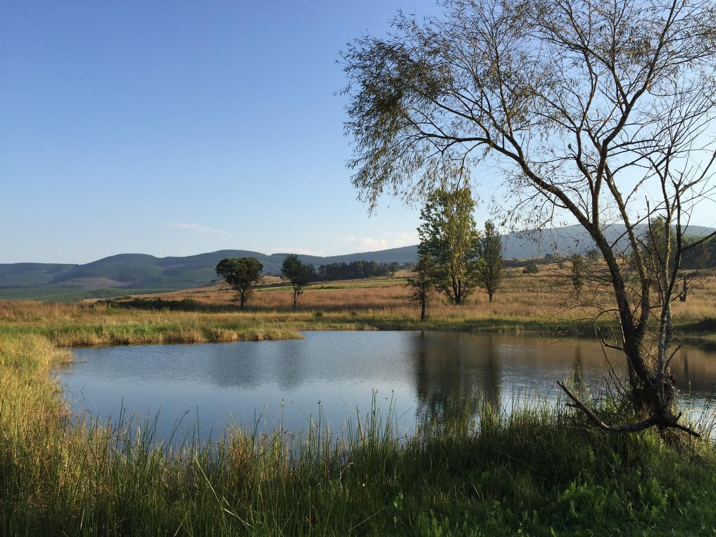 Gunyatoo Trout Farm And Guest Lodge Sabie Mpumalanga South Africa Lake, Nature, Waters, River, Tree, Plant, Wood