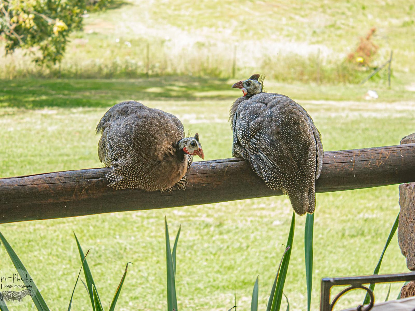 Lodge Fish Eagle Suite @ Gunyatoo Trout Farm & Guest Lodge