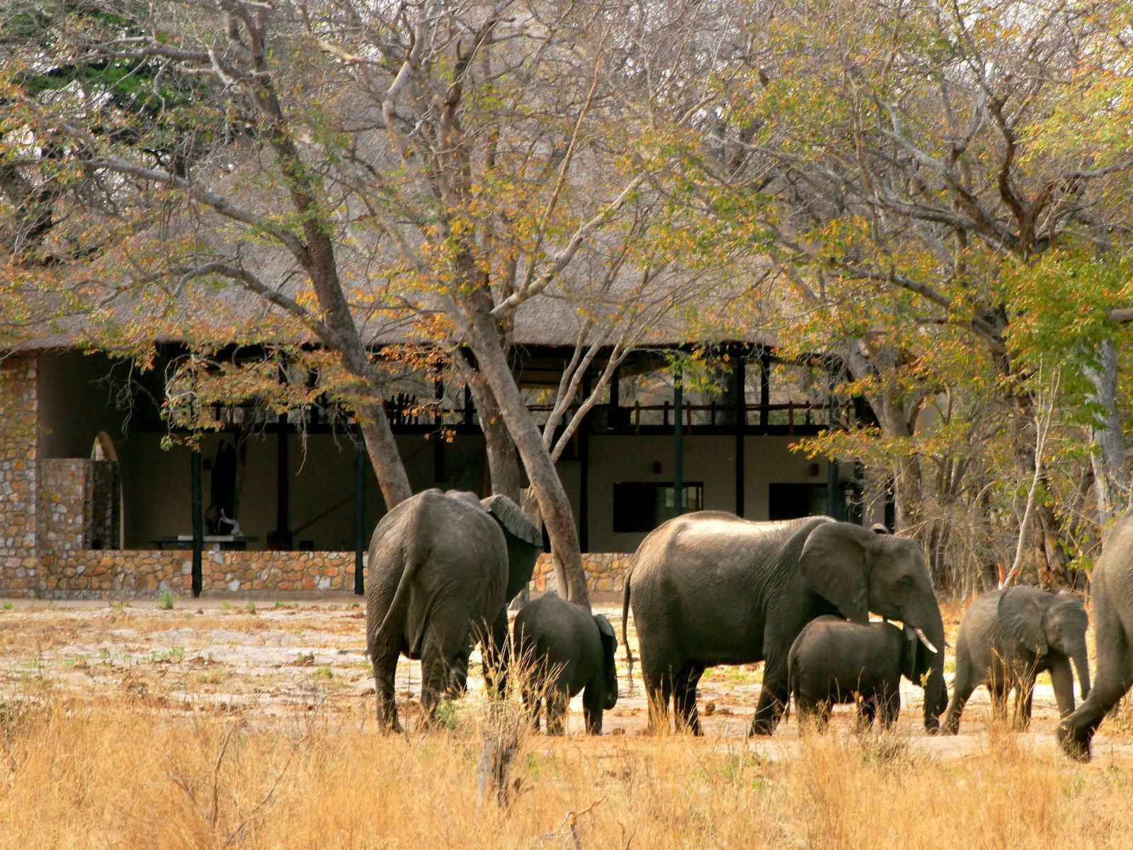 Gwango Elephant Lodge, Sepia Tones, Elephant, Mammal, Animal, Herbivore