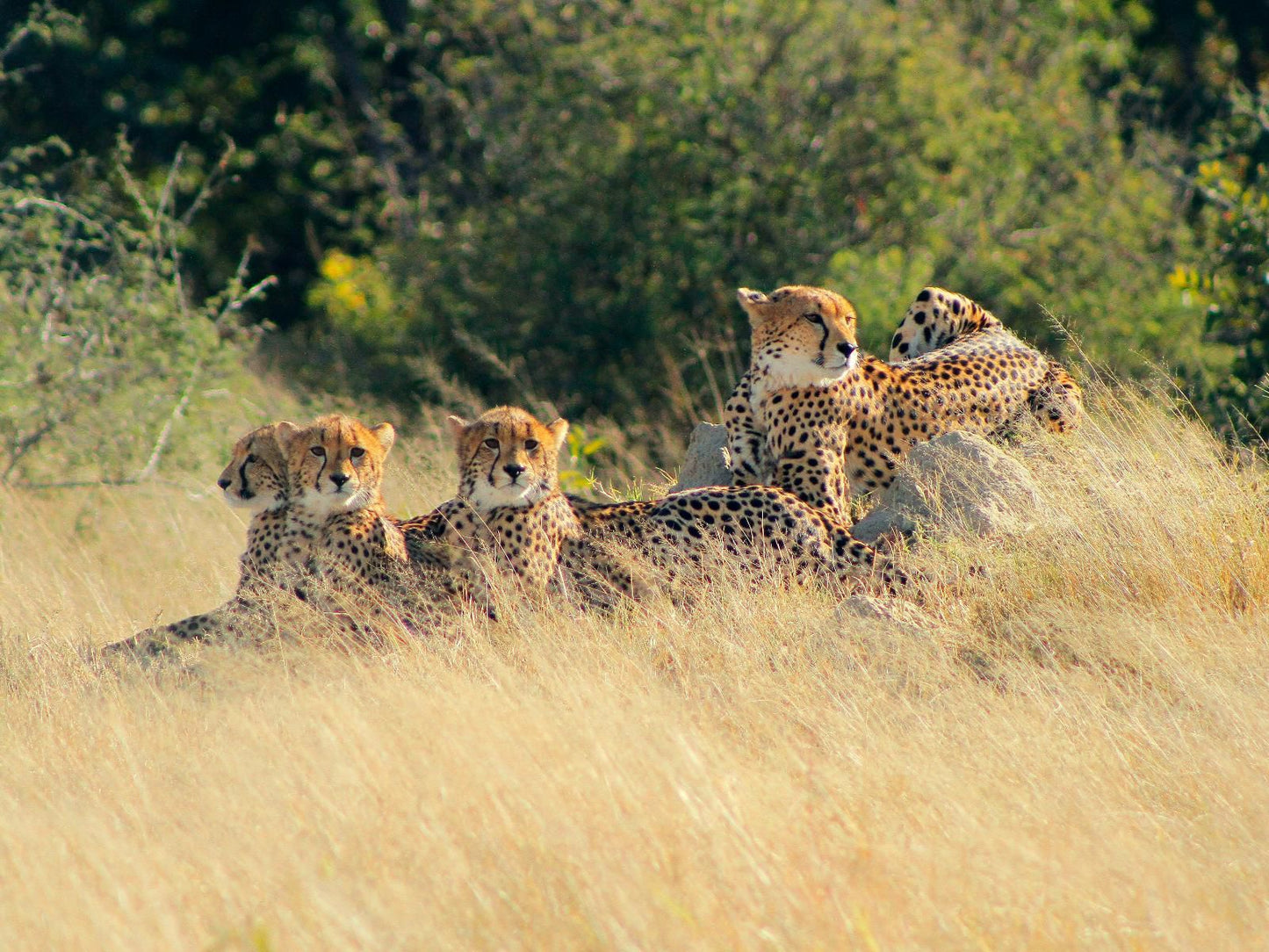 Gwango Elephant Lodge, Cheetah, Mammal, Animal, Big Cat, Predator