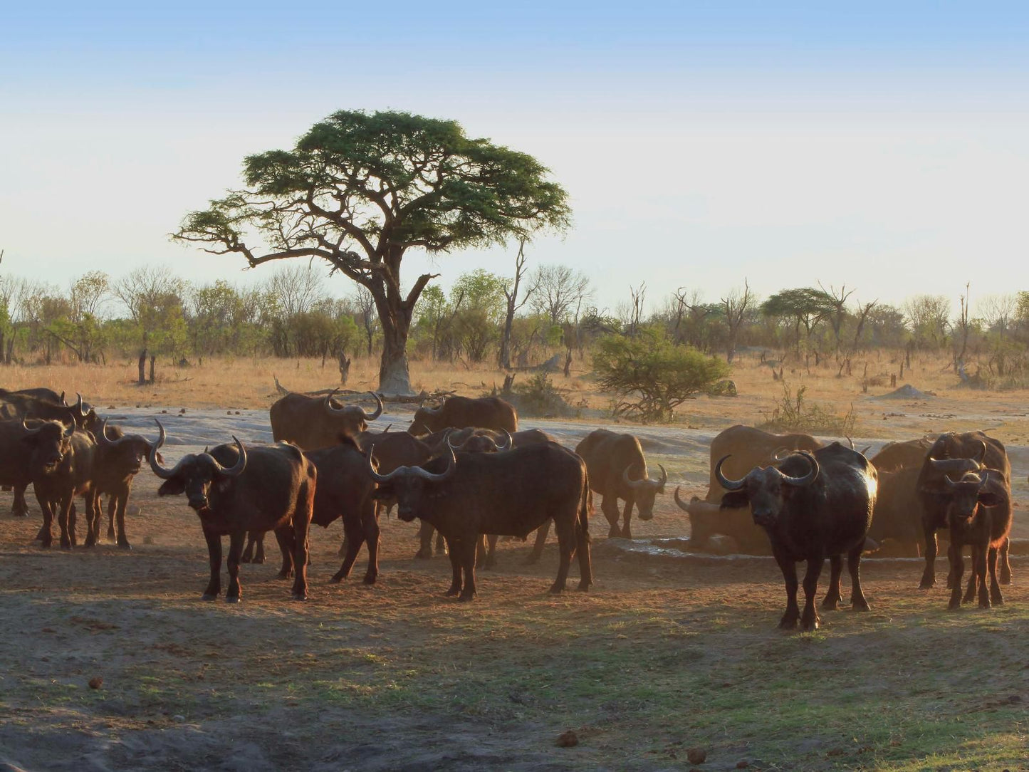 Gwango Elephant Lodge, Water Buffalo, Mammal, Animal, Herbivore, Lowland, Nature