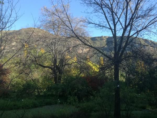 Gypsy Guest House Clarens Free State South Africa Tree, Plant, Nature, Wood, Framing, Garden