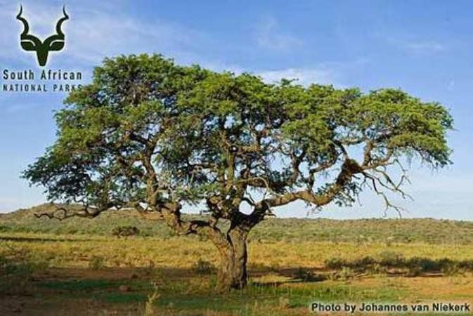 Haak En Steek Rest Camp Mokala National Park Sanparks Mokala National Park Northern Cape South Africa Complementary Colors, Plant, Nature, Tree, Wood, Lowland