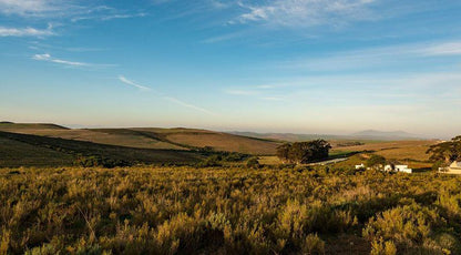 Haarwegskloof Renosterveld Reserve Bredasdorp Western Cape South Africa Complementary Colors, Lowland, Nature