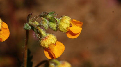 Haarwegskloof Renosterveld Reserve Bredasdorp Western Cape South Africa Sepia Tones, Flower, Plant, Nature, Bokeh