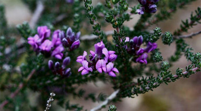Haarwegskloof Renosterveld Reserve Bredasdorp Western Cape South Africa Lavender, Nature, Plant, Bokeh