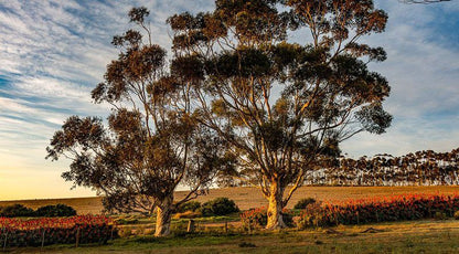 Haarwegskloof Renosterveld Reserve Bredasdorp Western Cape South Africa Field, Nature, Agriculture, Plant, Tree, Wood, Canola, Lowland