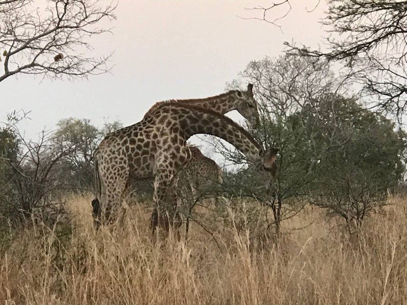 Hadeda Lodge Mabalingwe Mabalingwe Nature Reserve Bela Bela Warmbaths Limpopo Province South Africa Sepia Tones, Giraffe, Mammal, Animal, Herbivore