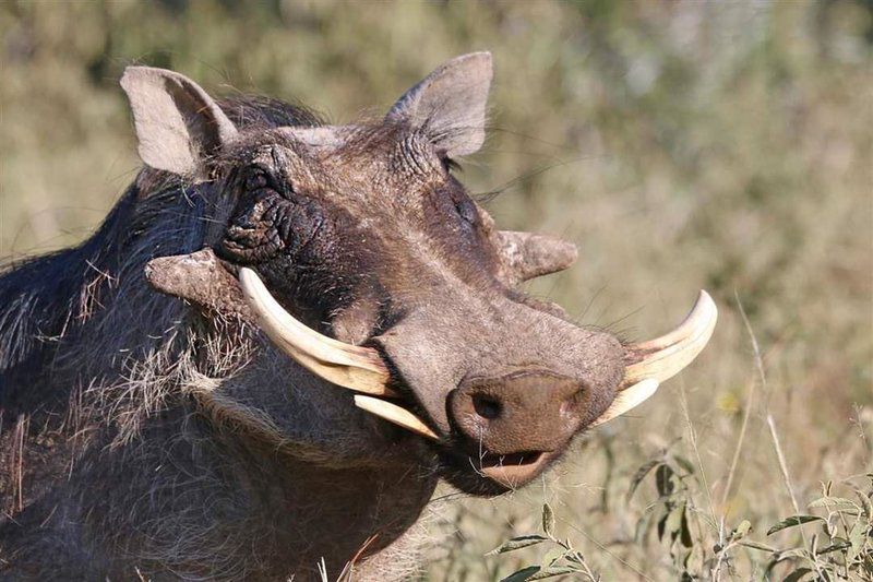 Hadeda Lodge Mabalingwe Mabalingwe Nature Reserve Bela Bela Warmbaths Limpopo Province South Africa Moose, Mammal, Animal, Herbivore