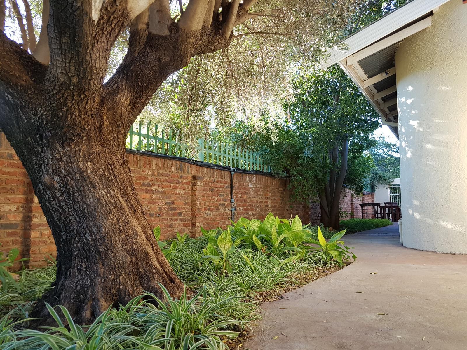 Hadida Guest House Kimberley Northern Cape South Africa Palm Tree, Plant, Nature, Wood, Tree, Garden