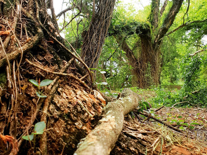 Haggards On Hilldrop, Forest, Nature, Plant, Tree, Wood