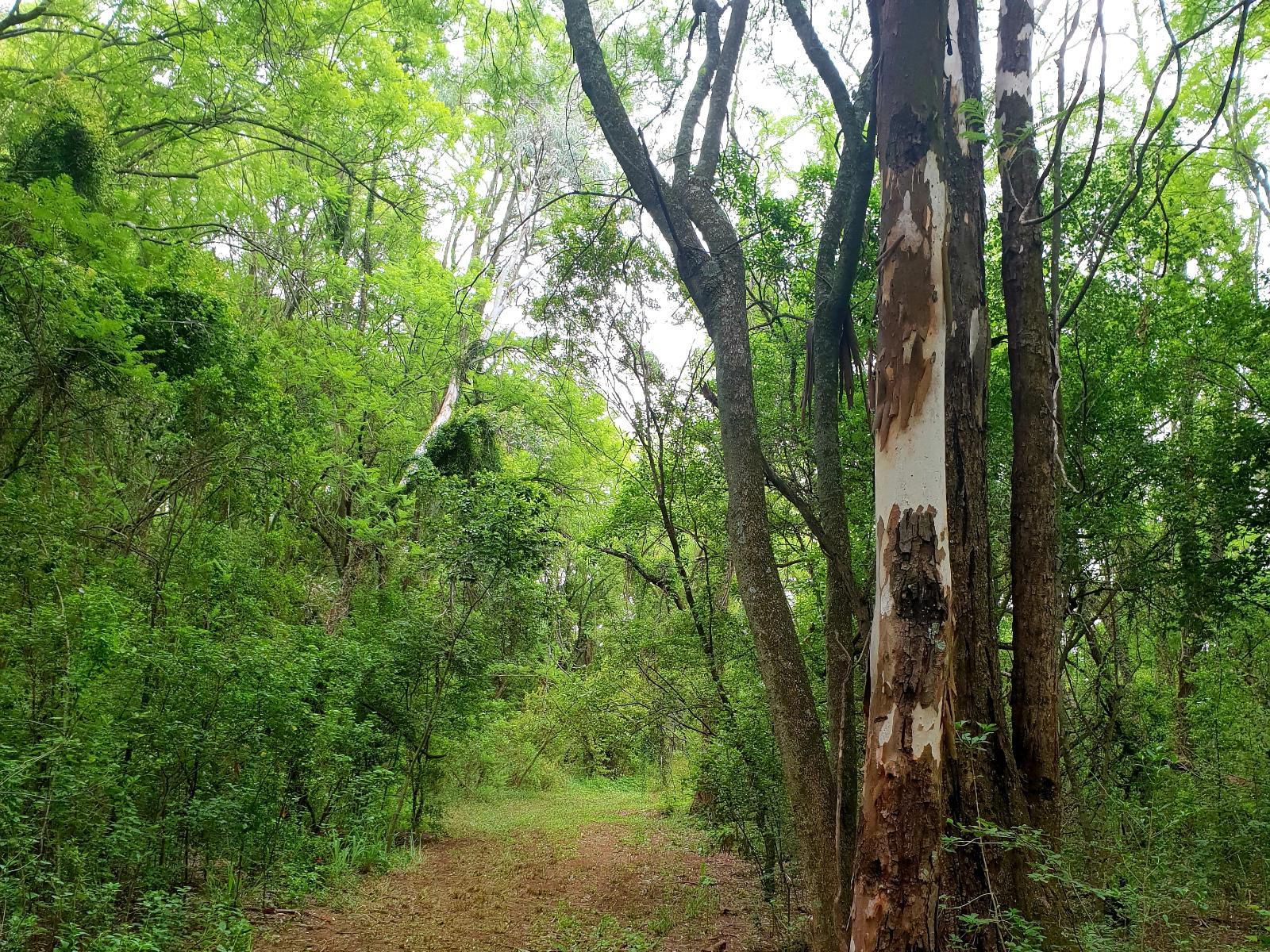 Haggards On Hilldrop, Forest, Nature, Plant, Tree, Wood