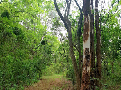 Haggards On Hilldrop, Forest, Nature, Plant, Tree, Wood