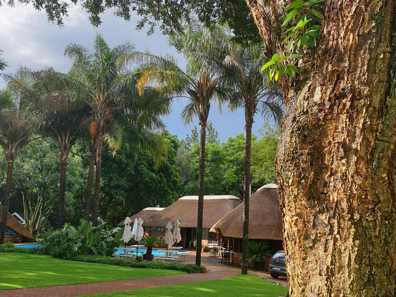 Haggards On Hilldrop, Palm Tree, Plant, Nature, Wood