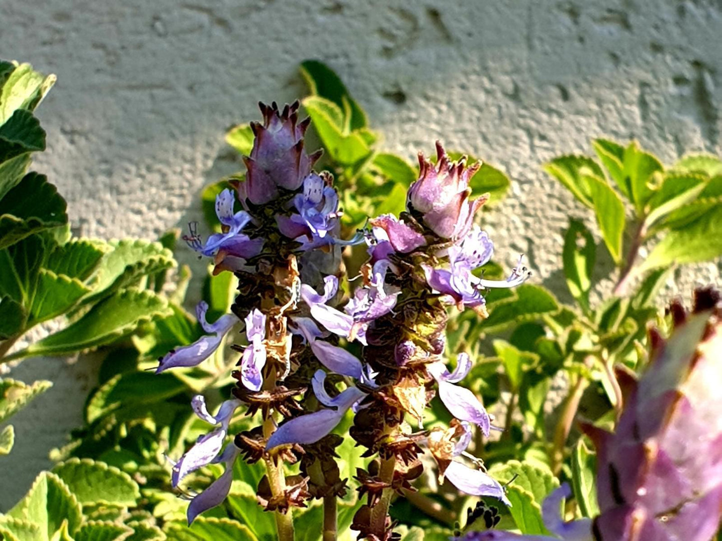 Haggards Hilldrop B And B Newcastle Kwazulu Natal South Africa Blossom, Plant, Nature, Flower, Lavender