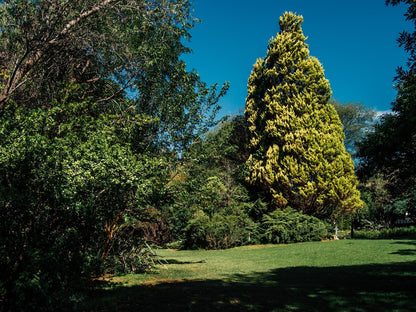 Haldon Estate Country Lodge Quaggafontein Bloemfontein Free State South Africa Plant, Nature, Tree, Wood