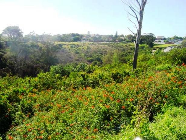 Hallack Manor Guest House St Georges Park Port Elizabeth Eastern Cape South Africa Plant, Nature, Garden