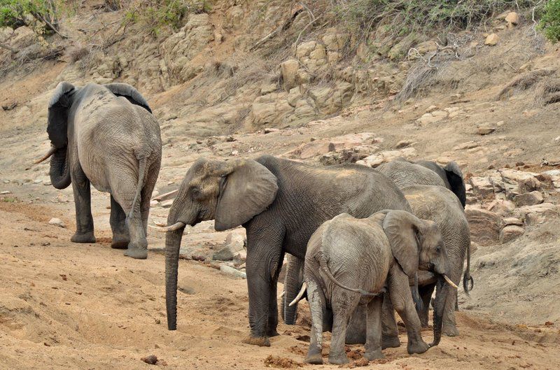 Hamiltons Tented Camp South Kruger Park Mpumalanga South Africa Sepia Tones, Elephant, Mammal, Animal, Herbivore