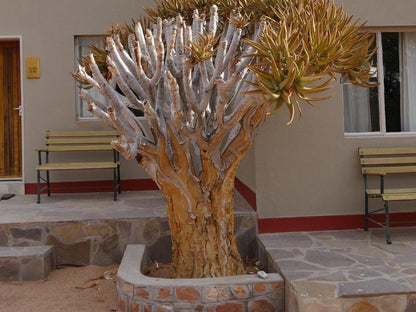 Hammerstein Lodge, Plant, Nature