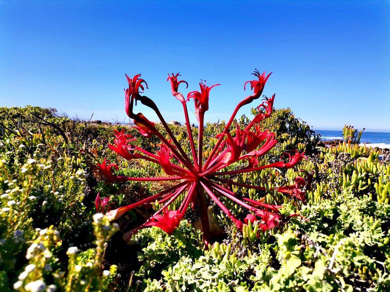 Hangklip House Pringle Bay Western Cape South Africa Complementary Colors, Colorful, Plant, Nature