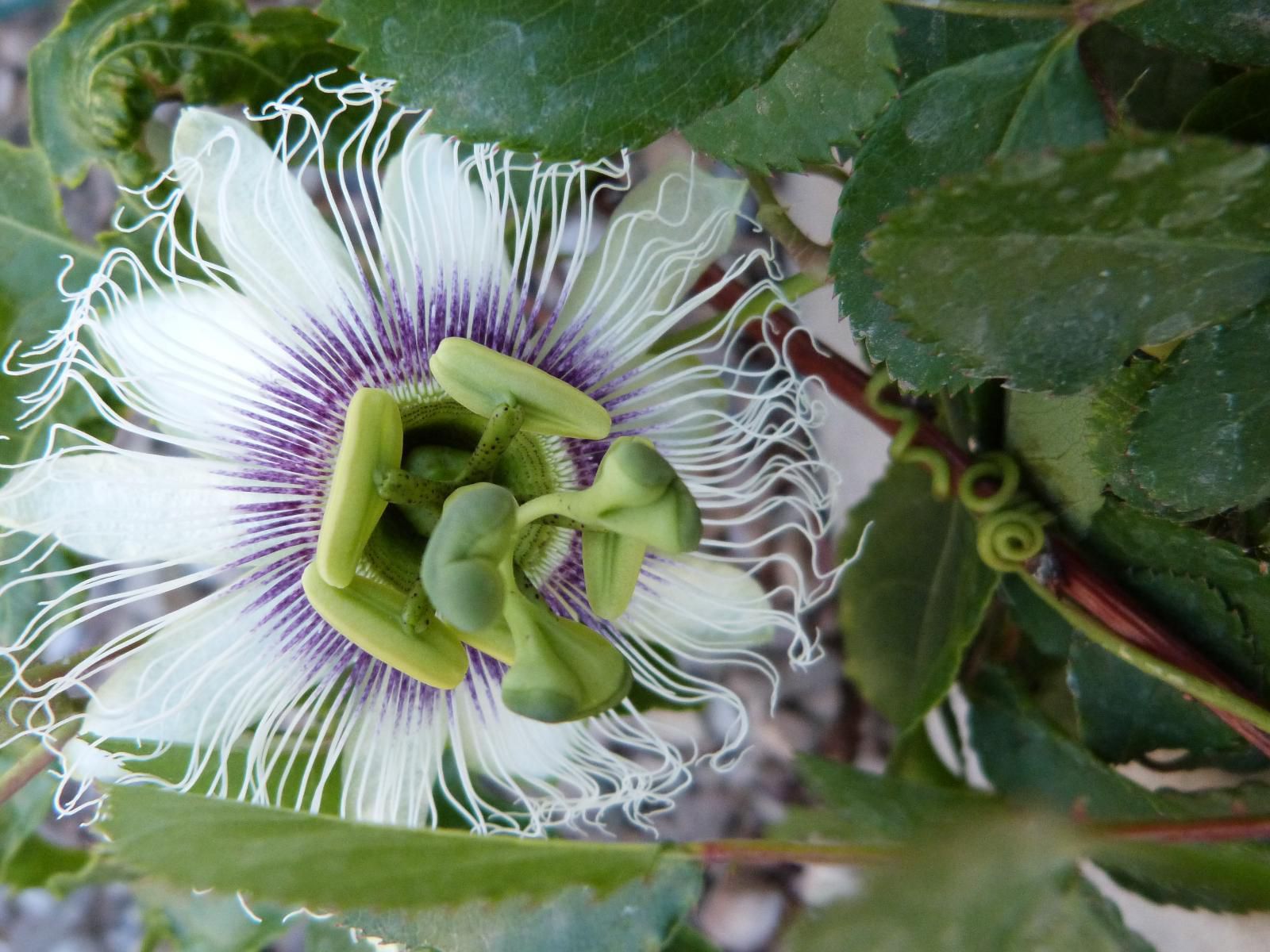 Hannah S Haven Beaufort West Western Cape South Africa Plant, Nature