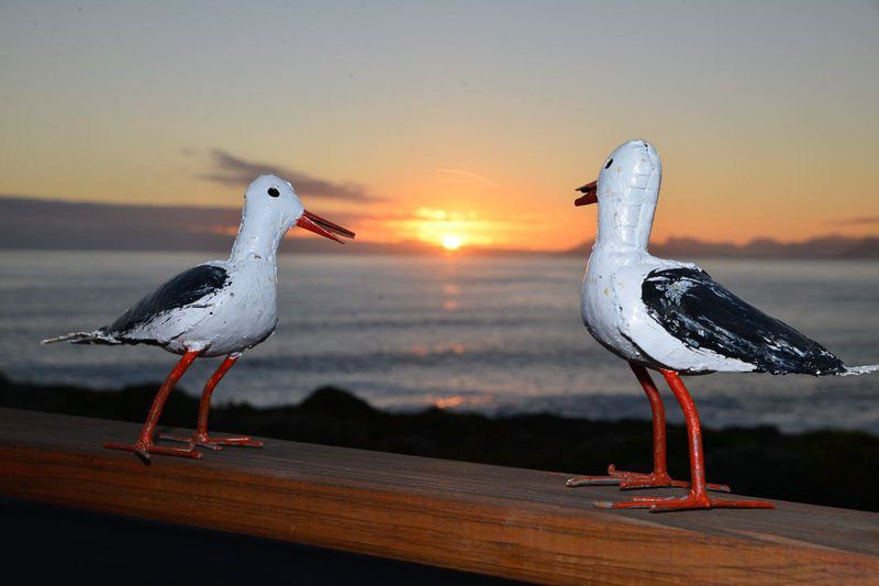 Happy Family Guest House De Kelders Western Cape South Africa Seagull, Bird, Animal, Beach, Nature, Sand, Sunset, Sky