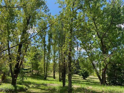 Happy Oaks Clarens Free State South Africa Forest, Nature, Plant, Tree, Wood