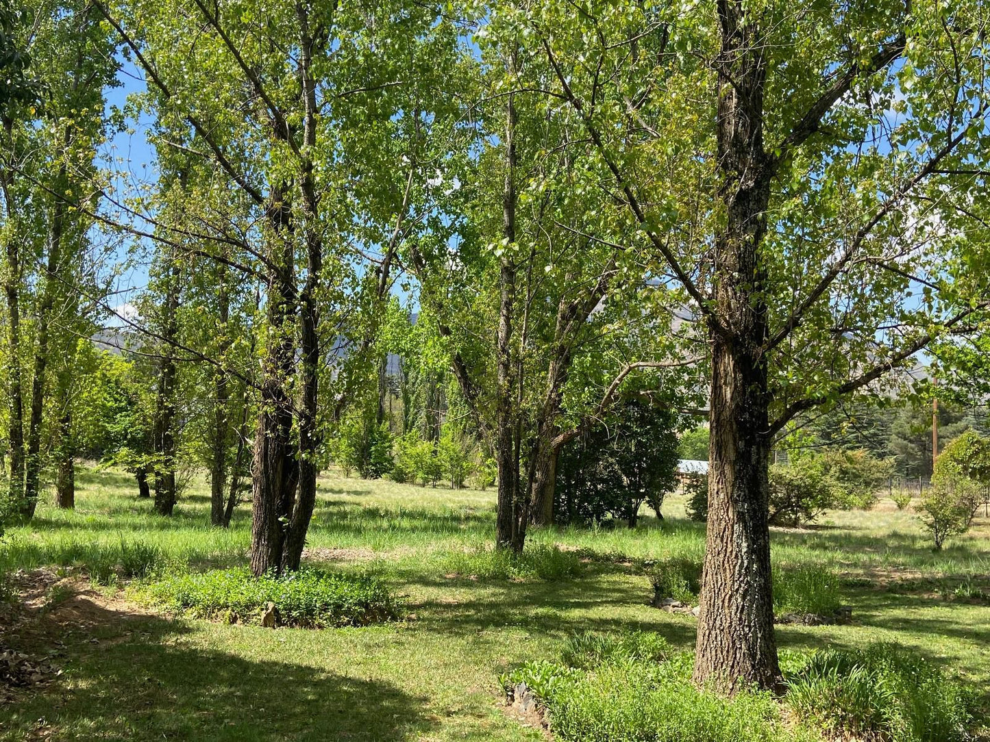 Happy Oaks Clarens Free State South Africa Forest, Nature, Plant, Tree, Wood