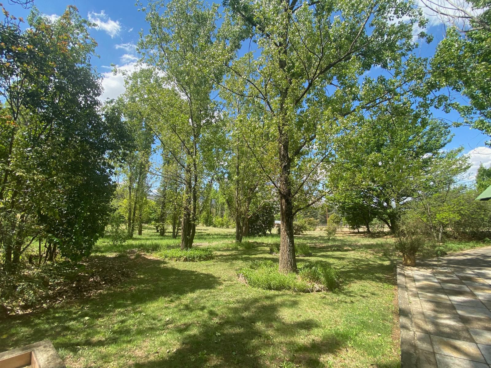 Happy Oaks Clarens Free State South Africa Plant, Nature, Tree, Wood