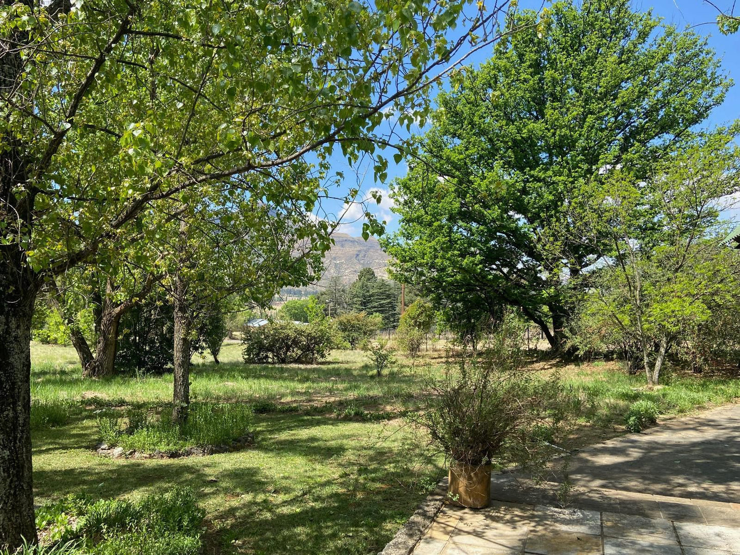 Happy Oaks Clarens Free State South Africa Plant, Nature, Tree, Wood